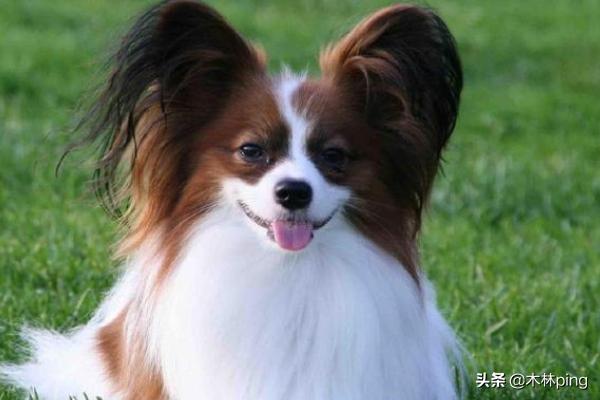 最好养的中小型犬排名:柯基、比熊、泰迪，哪个比较聪明好养呢？