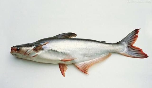 头条问答 - 龙利鱼和巴沙鱼是一样的吗?有什么区别?