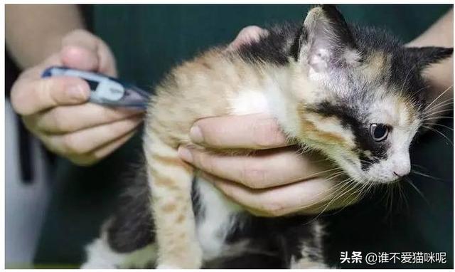 猫鼻支试纸多少钱一个:猫咪患有的猫鼻支是通过什么传染的？