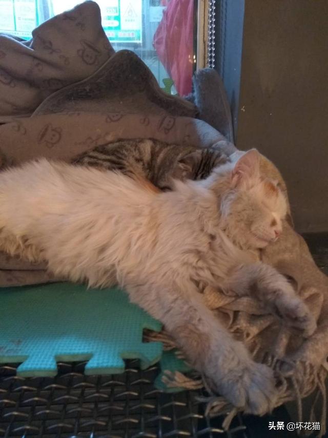 狞猫vs比特:是不是大部分狗暴走后，猫都打不过呢？