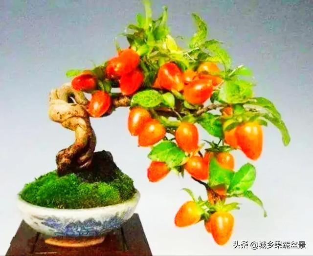 元宝枫图片:元宝枫图片大全大图 挖桩应该在什么时候移栽，是休眠期移栽好，还是刚要萌芽时？