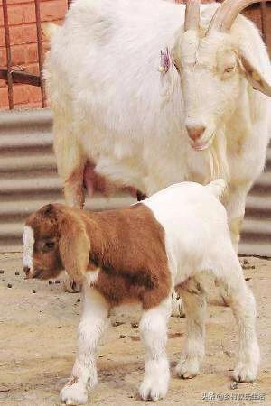 头条问答 - 母羊不认小羊该怎么办?(47个回答)