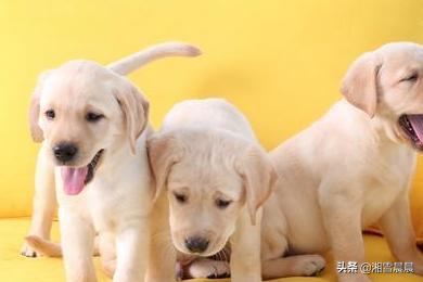 拉不拉多犬幼犬:拉布拉多幼犬吃什么，能吃肉吗？ 拉布拉多犬幼犬
