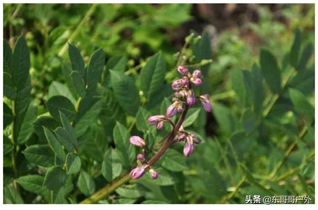 头条问答 - 中药材八股牛怎样种植,什么时间种好?(4个回答)