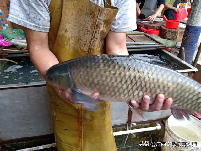 草鱼得诺卡氏菌病图片:加州鲈鱼价格大涨，达到了几十块钱一斤，为什么就没有人养殖呢？