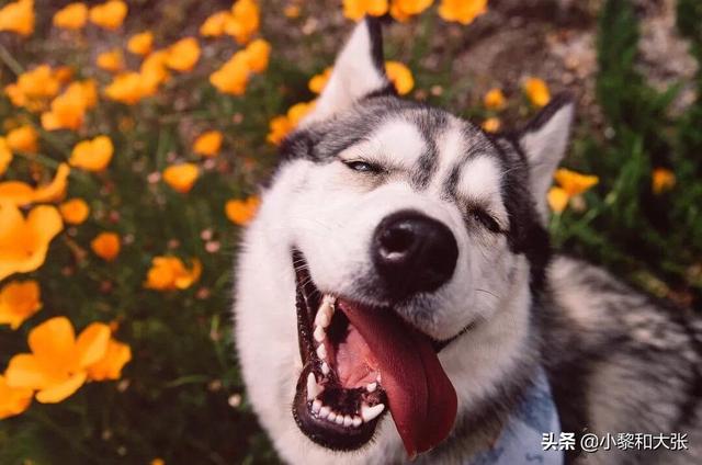 西伯利亚雪橇犬:雪橇犬长得很像狼的那种叫什么啊?有什么习性？