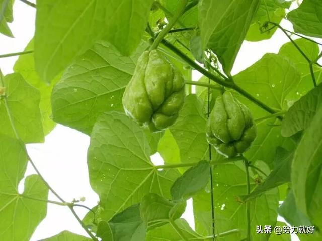 佛手瓜发芽了还能吃吗，如何种植佛手瓜，清明节前可以种植了吗