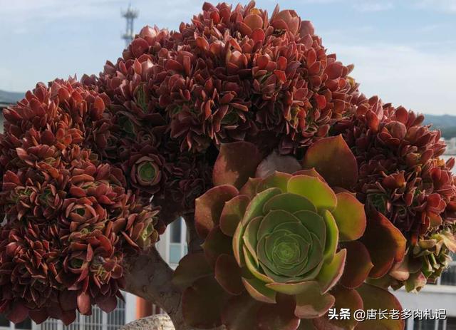 多肉乙女心图片:有哪些种类的多肉在5℃以下就需要入室养护？