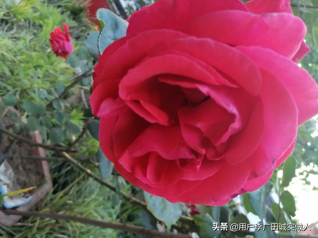 最香的几款月季品种是什么？插图46