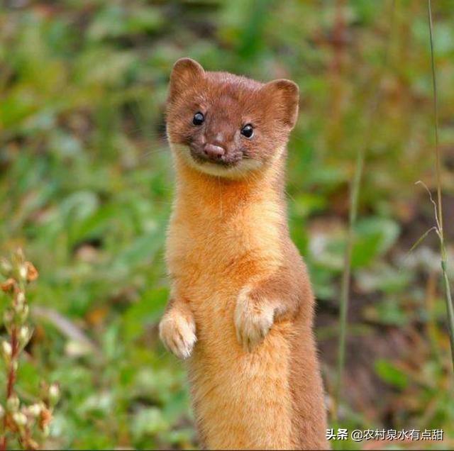 在北方农村80年代随处可见的黄鼠,为什么后来几乎不见了?