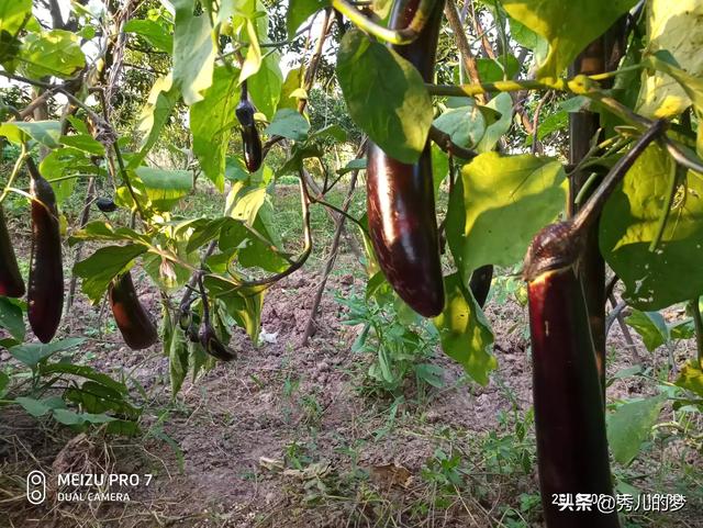 茄子早衰是什么原因引起的,种植时如何做可避免早衰？