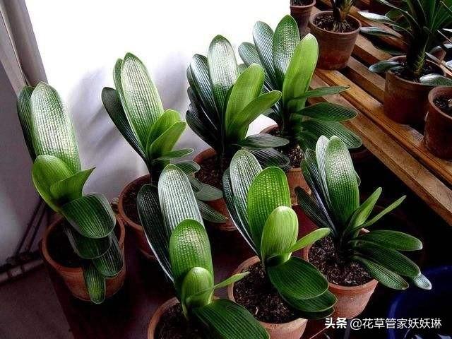 垂笑君子兰小苗子图片:垂笑君子兰图片品种 君子兰新长的叶片出现叶舌是什么情况？