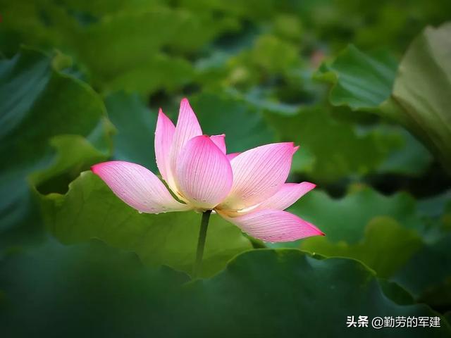 每个人心中都有莲花圣洁的美好,如何用诗歌表达？