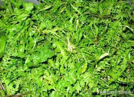 你吃过哪些野生菜,你觉得最好吃的是哪种野生菜？