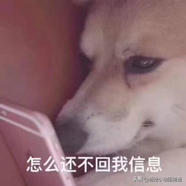 男人与母狗百度视频大全:为什么公狗闻到母狗的味道就会一直流口水？
