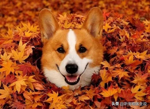 2020狗消化系统常见疾病:宠物医院哪种犬病比较常见？