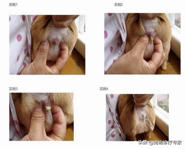 怎么挤狗狗的肛门腺:怎么挤狗狗的肛门腺视频 在家如何清理狗狗“肛门腺”？