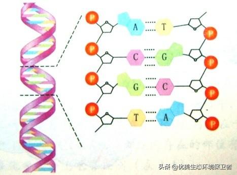 波多黎各巨人蜈蚣:切尔诺贝利变异巨鼠真的存在吗？这附近还存在其他变异生物吗？