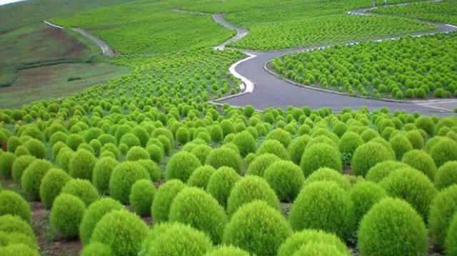 蒙古蠕虫:风滚草入侵全球，在美国堵路淹没房屋，为什么在我国活不过成年