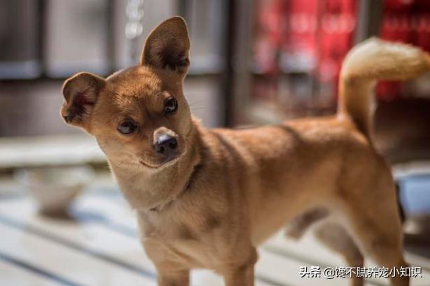 天生无脖牧羊犬遭弃:什么狗狗被抛弃很难活下来？