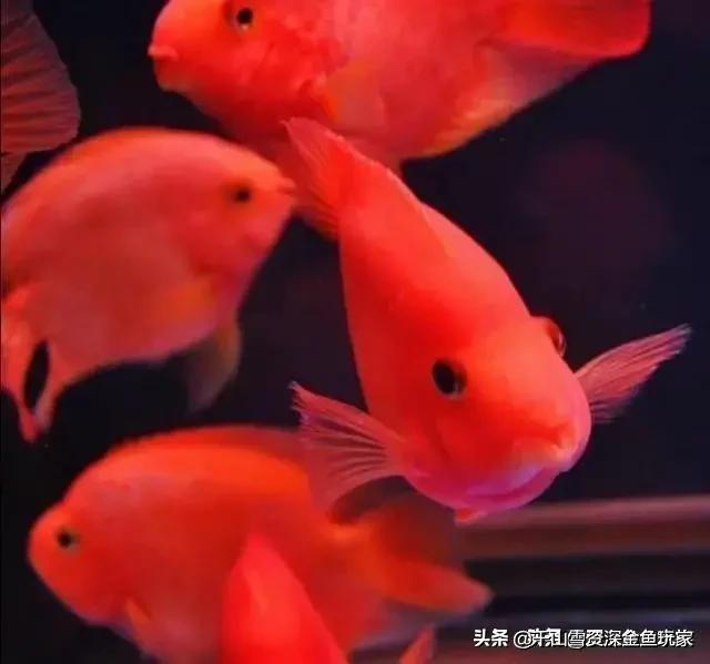 霓虹燕子是中层鱼吗:孔雀鱼都能和什么一起养？