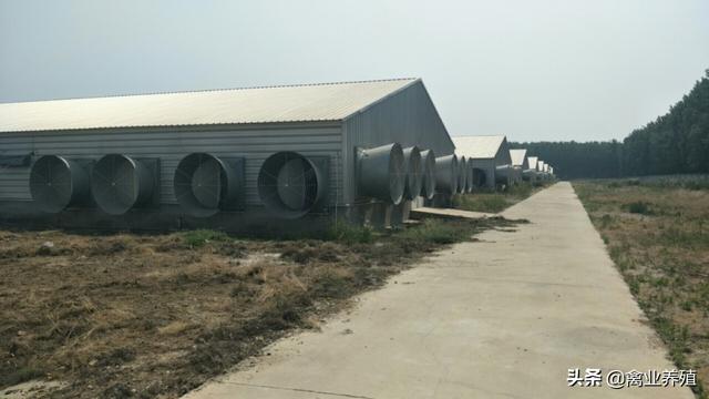 内伤湿滞:小鸡得了高温病应该怎样防治？
