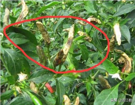 果实软腐病:引起果实软腐病的病菌 辣椒夏季大量烂果怎么回事？