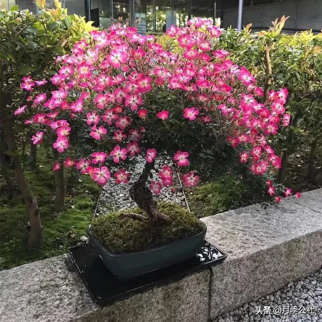 天堂鸟图片:院子里种啥绿植物好（花园洋房的院子）？