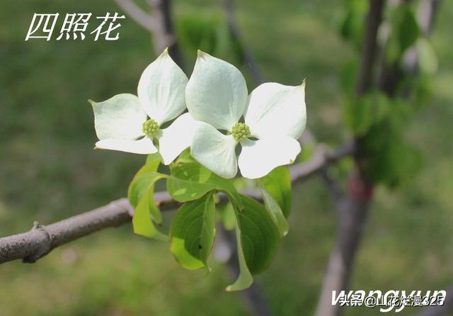 头条问答 玉兰花和花水木是一种植物吗 有什么区别吗 3个回答