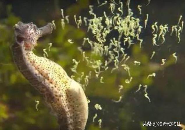 象鼻虫是怎样获得配偶的，有哪些动物是‘一夫一妻’制的，有什么利弊