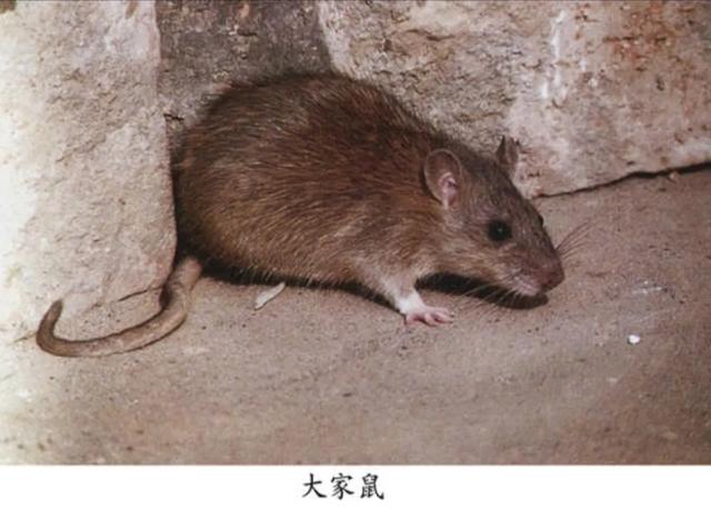 头条问答 - 在网上常常看到广西人抓老鼠拿来做菜吃,老鼠能吃吗?(老杨