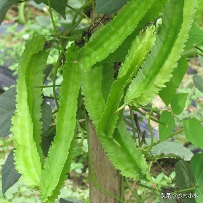 豆子从豆荚里跳出来视频:四棱豆生育期，花蕾大量脱落，该怎么办？