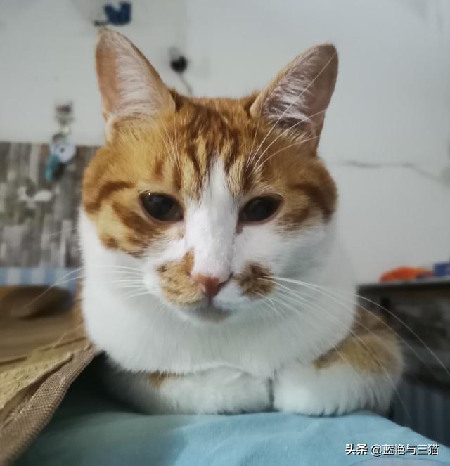 家家猫:家家猫电视购物 被猫抓伤后，需要注射狂犬疫苗吗？