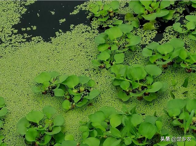 水草养殖怎么:鱼缸里的水草怎么养殖 小龙虾养殖过程中，水草的栽培方法有哪些？