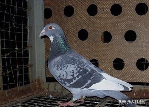 关于鸽子的养殖:鸽子的养殖方法与喂养 一年只需投入万元，鸽子怎么养？