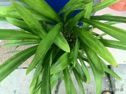 头条问答 - 朱顶红花叶病怎么治?(7个回答)