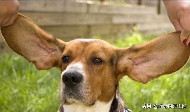 狗狗耳螨在家怎么治疗，狗狗耳螨非常严重，怎么治疗