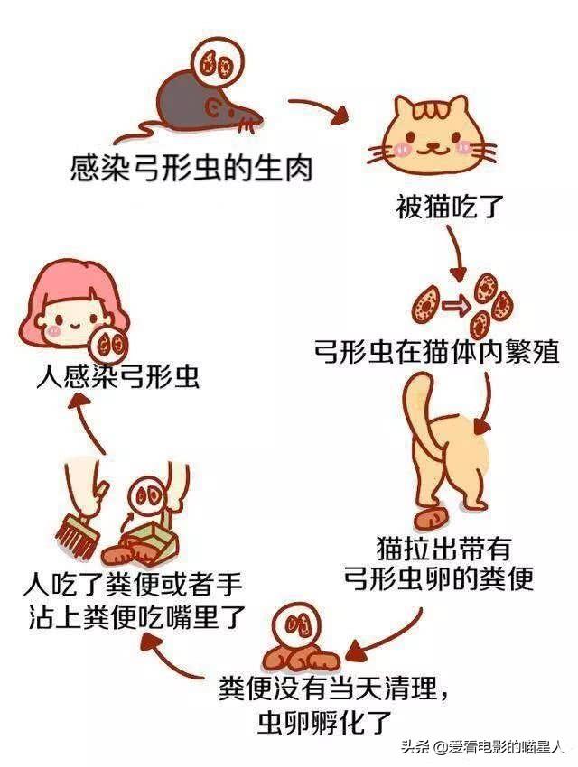 猫得了弓形虫病的症状:猫感染弓形虫有什么症状？ 猫弓形虫病的症状图片