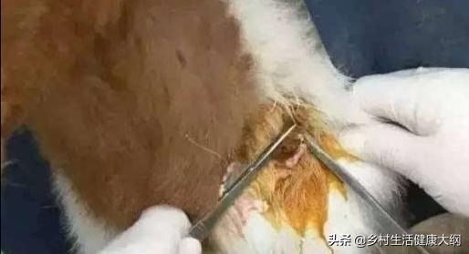寄生虫性皮肤病用什么药:寄生虫性皮肤病症状 常见的羊皮肤上寄生虫病，养羊如何进行治疗？