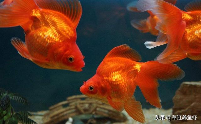 头条问答 金鱼喜欢流动的水吗 7个回答