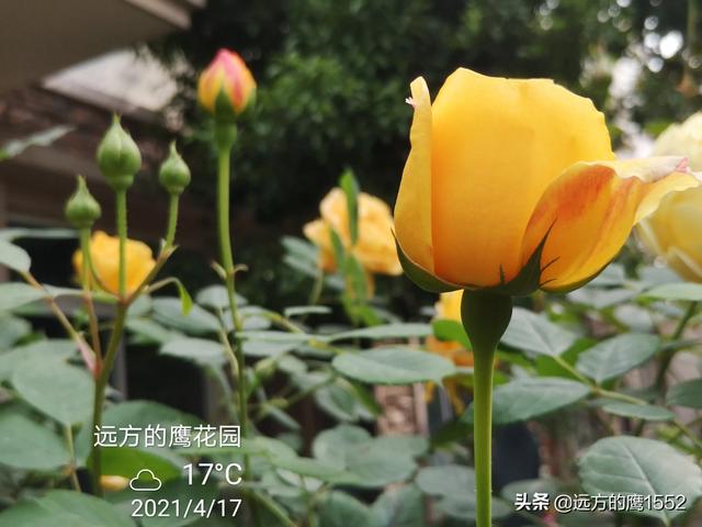 欧洲月季花品种介绍:月季花欧月品种介绍 养好欧月需要花多少时间和金钱？月季好养吗？