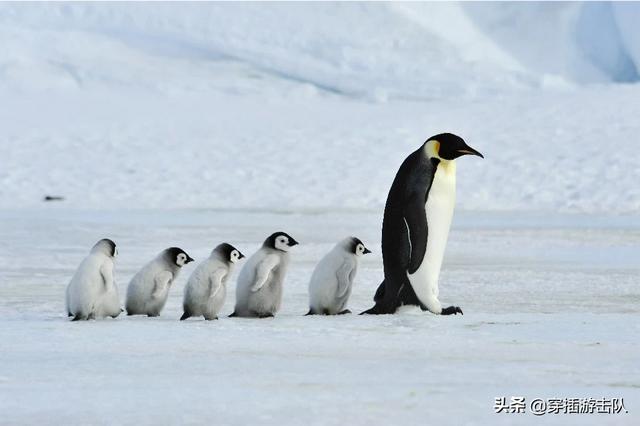 南极生活常识，南极那么冷，生活在那里的企鹅怎么保暖？