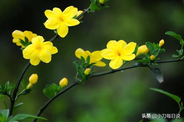 蔬菜、花卉、药材、果树,种什么最有“钱”景？