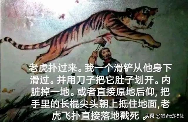 完达山一号东北虎:吉林男子野外遇东北虎，它实力有多强，滑铲能躲避攻击么？