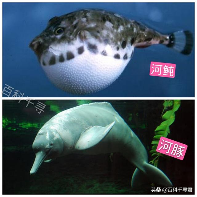 海里的动物 卡通:海里的动物卡通 海里的动植物材料是什么？