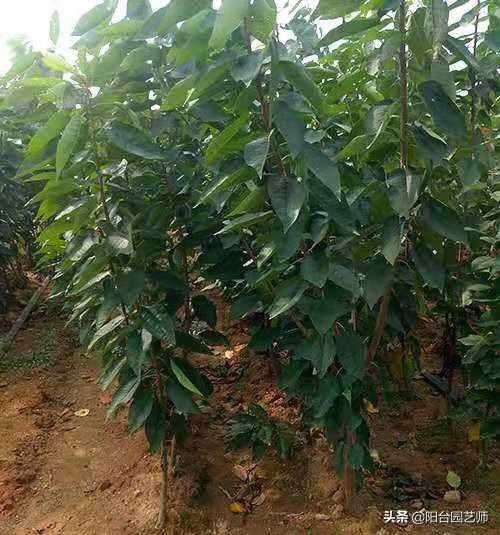 殷桃简历个人资料简介:樱桃核种出来有用吗能开花结果吗