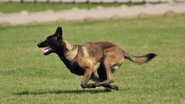 黑狼犬打架怎么样:我国的哪种狼犬打得过德国牧羊犬？为什么？