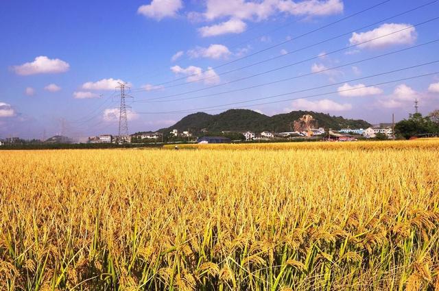 水稻最适宜在南方种植的都有哪些优良品种？