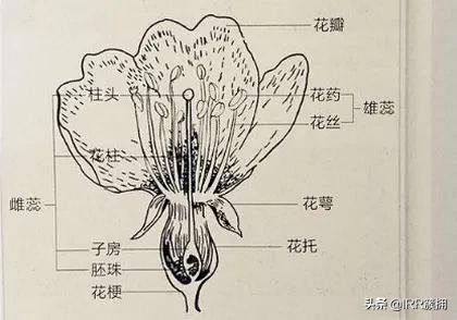 头条问答 为什么 生活大爆炸 中谢尔顿说草莓 严格来说不算水果 13个回答