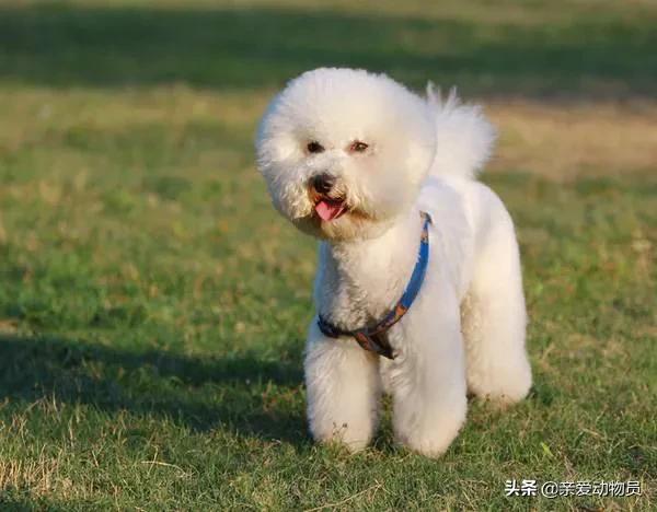 比熊犬好养吗?比熊有哪些优缺点:柯基、比熊、泰迪，哪个比较聪明好养呢？